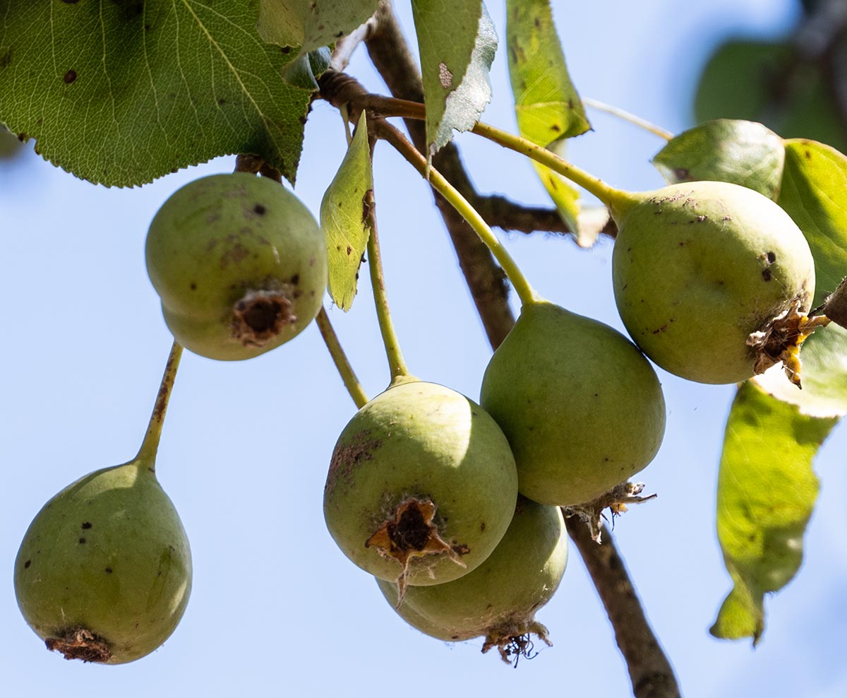 Fr&uuml;chte am Baum